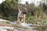 CANE CORSO 132